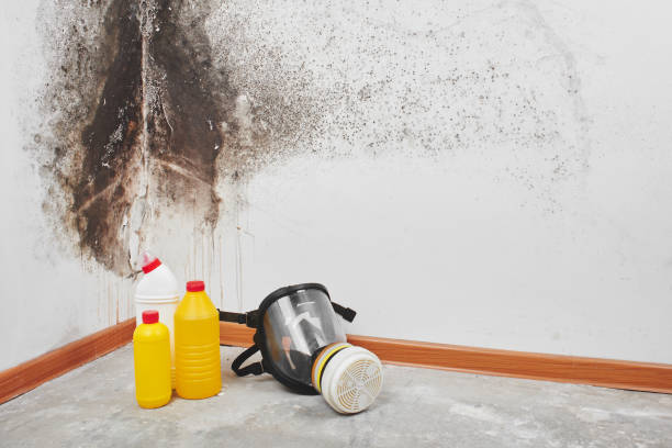 Best Residential Mold Remediation in Frankfort, OH