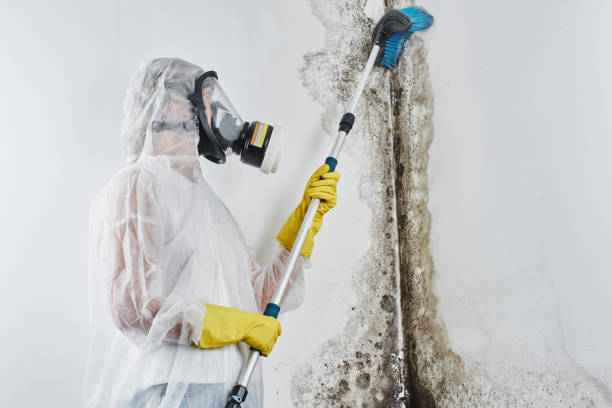 Best Mold Remediation for Specific Building Types in Frankfort, OH