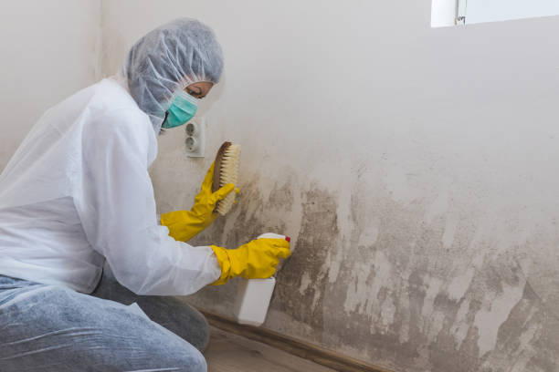 Best Bathroom Mold Remediation in Frankfort, OH