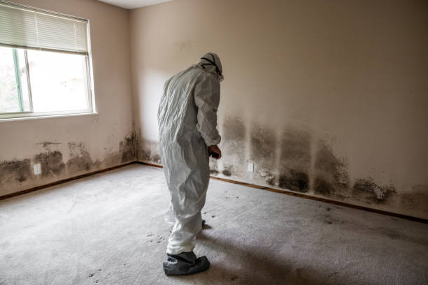Best Commercial Mold Remediation in Frankfort, OH