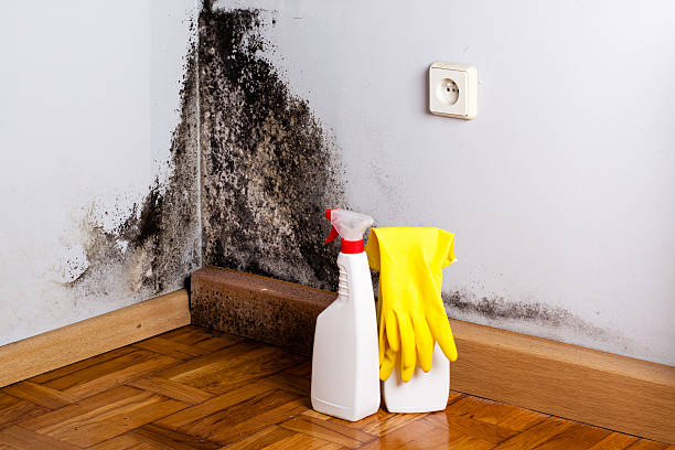 Best Emergency Mold Remediation in Frankfort, OH