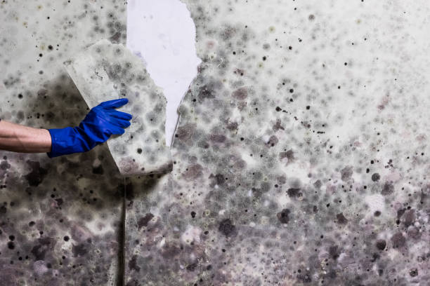 Best Kitchen Mold Remediation in Frankfort, OH