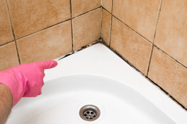 Best Insurance-Related Mold Remediation in Frankfort, OH